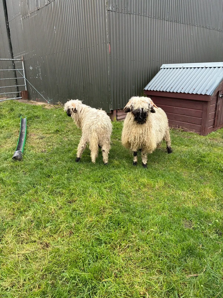 Valais Blacknose sheep - Image 2