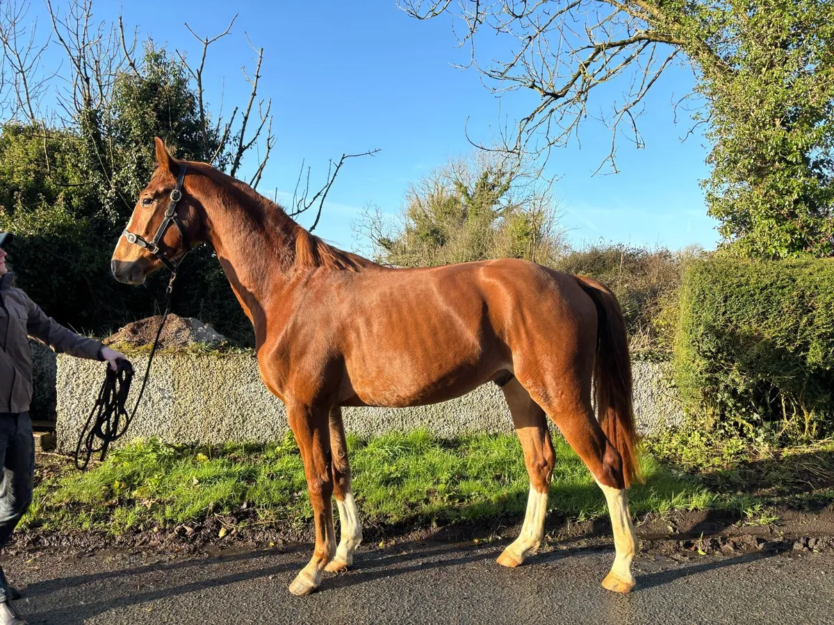 German 4 year old Dressage Gelding - Image 2