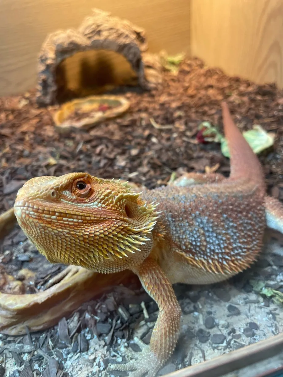 Bearded Dragon Lizard - Image 3