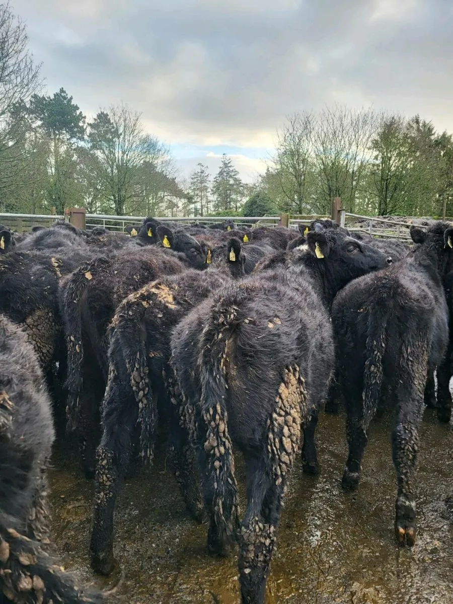 Angus heifers - Image 2