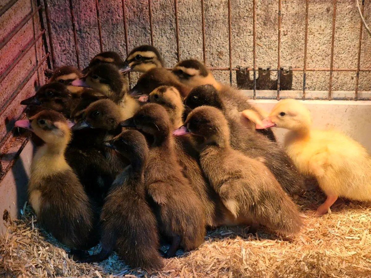 Hens & Ducks pygmy goats - Image 1