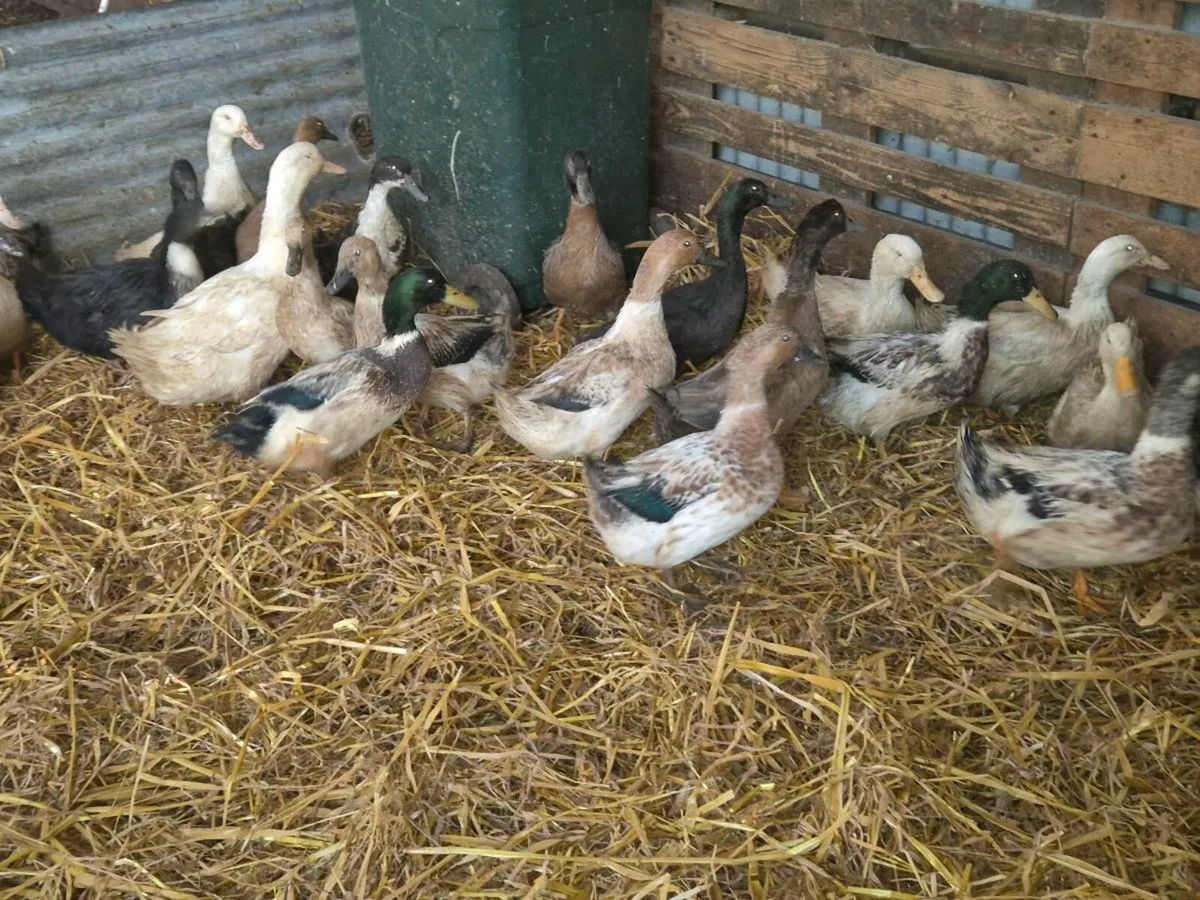 Hens & Ducks pygmy goats - Image 2