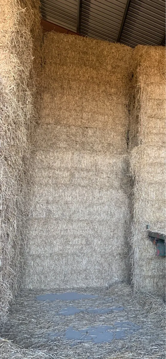 Wheaten straw - Image 4