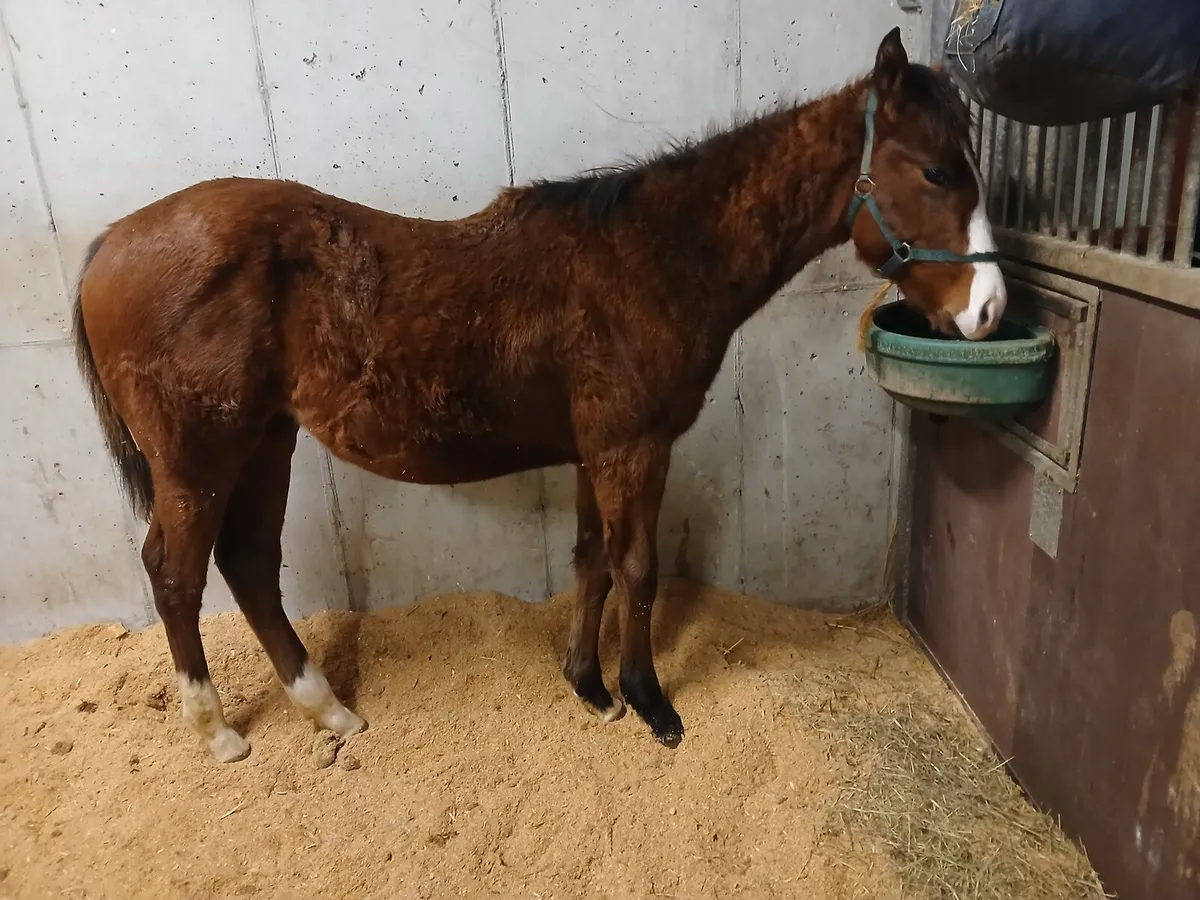 Thoroughbred colt foal - Image 1