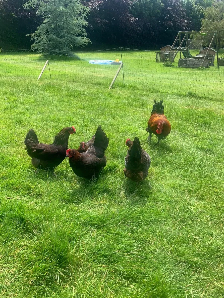 Purebred Poultry - Image 2