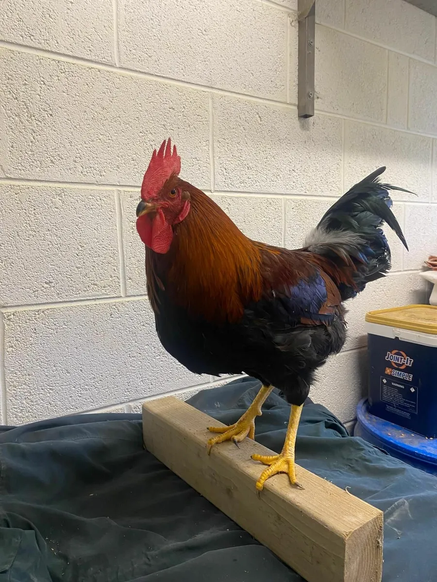 Purebred Poultry - Image 3