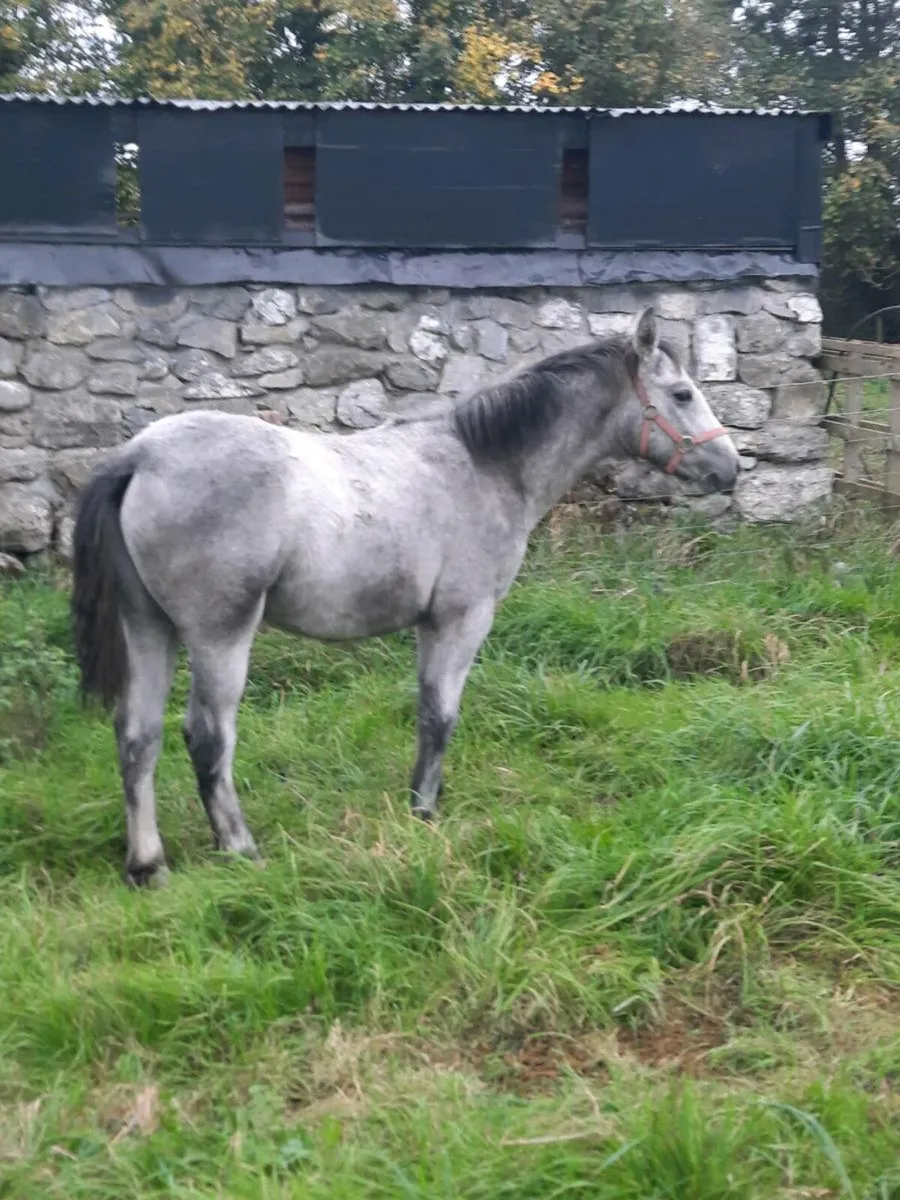 Connemara yearling colt - Image 1
