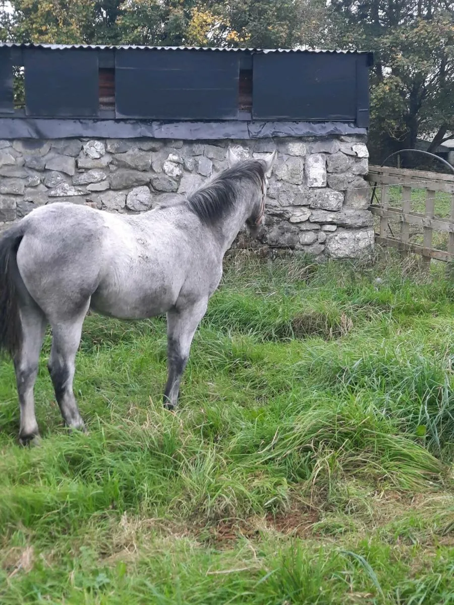 Connemara yearling colt - Image 2