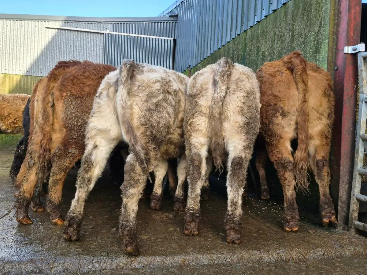 20 Super Heifer Weanlings - Image 3