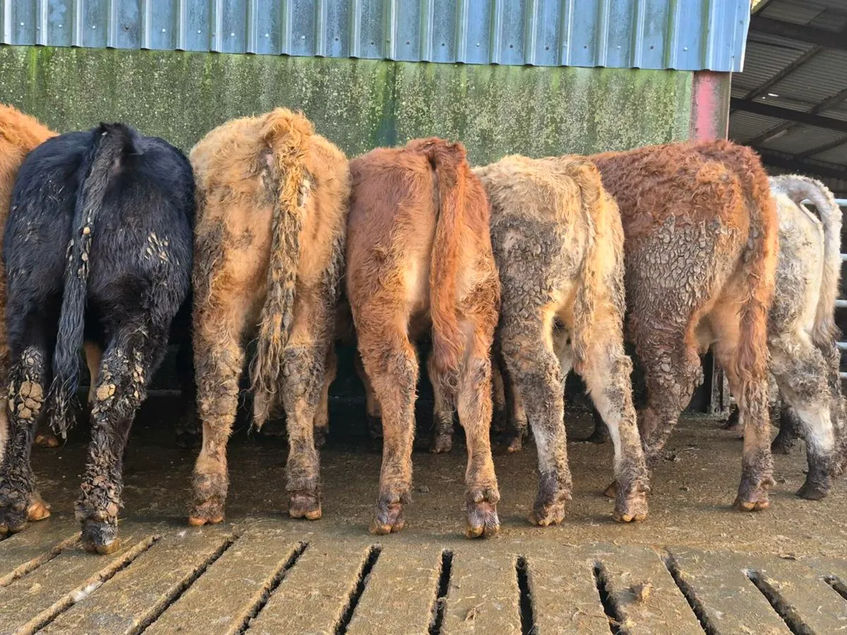 20 Super Heifer Weanlings - Image 4