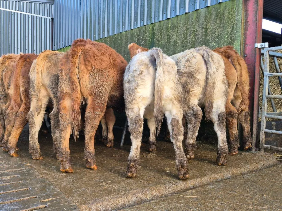 20 Super Heifer Weanlings - Image 2