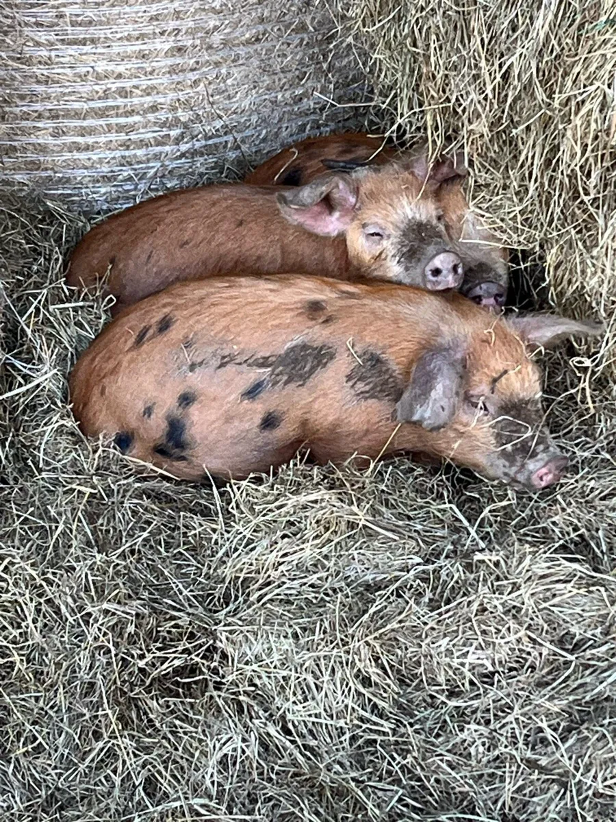 Organic OSB weaner piglets  only 3 left - Image 1