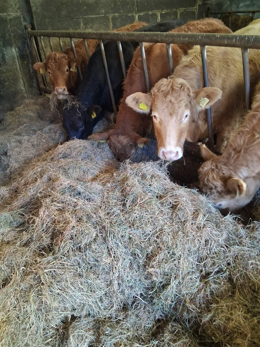 Hay, Haylage - Image 3