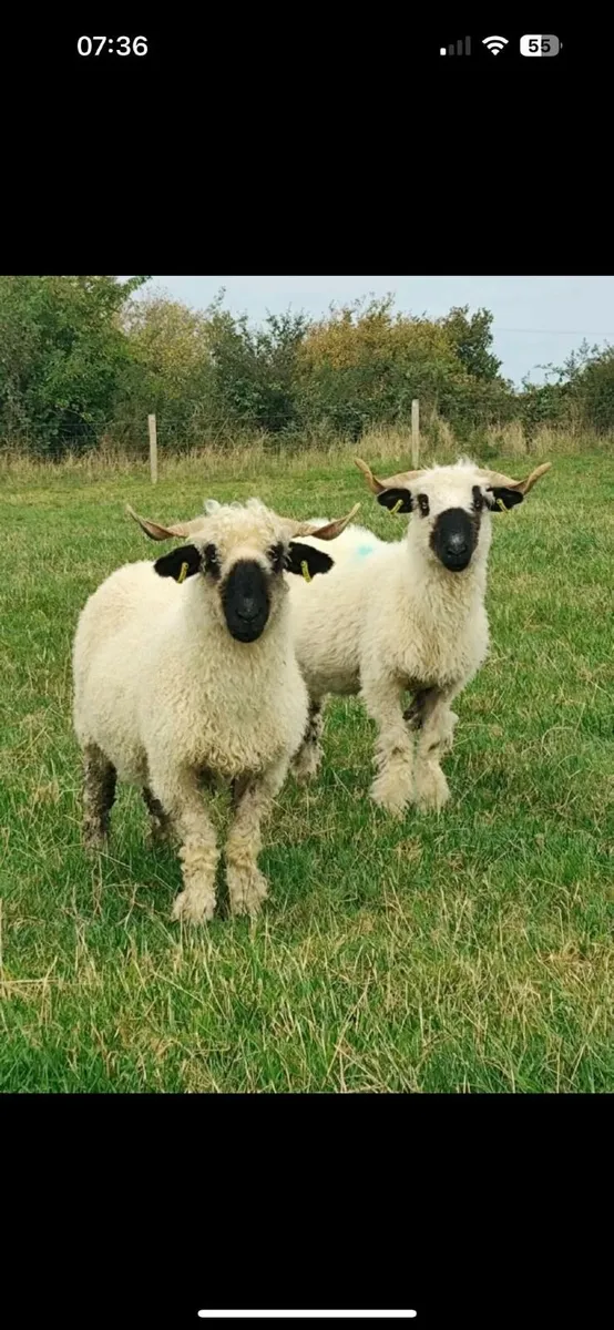 Sheep - Image 2