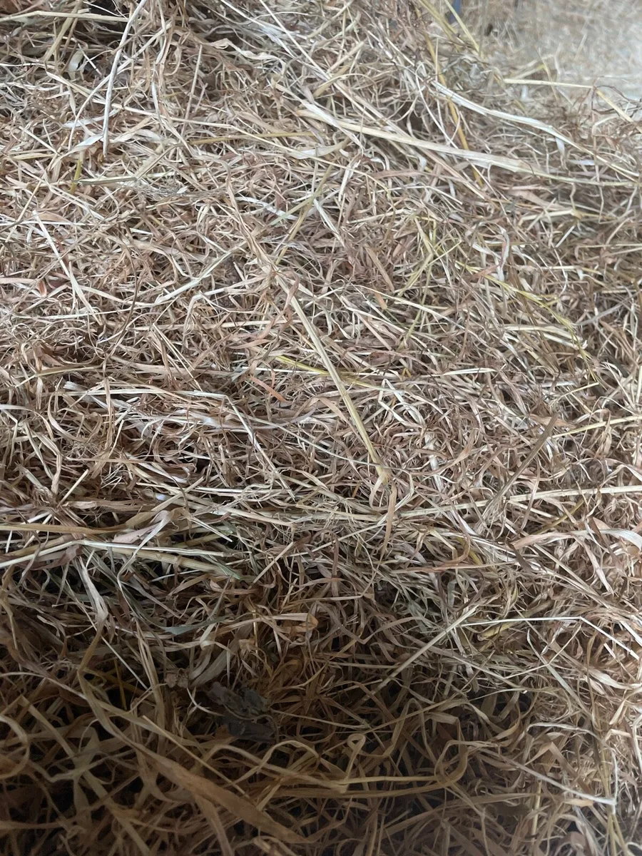 Hay For Sale - Image 2