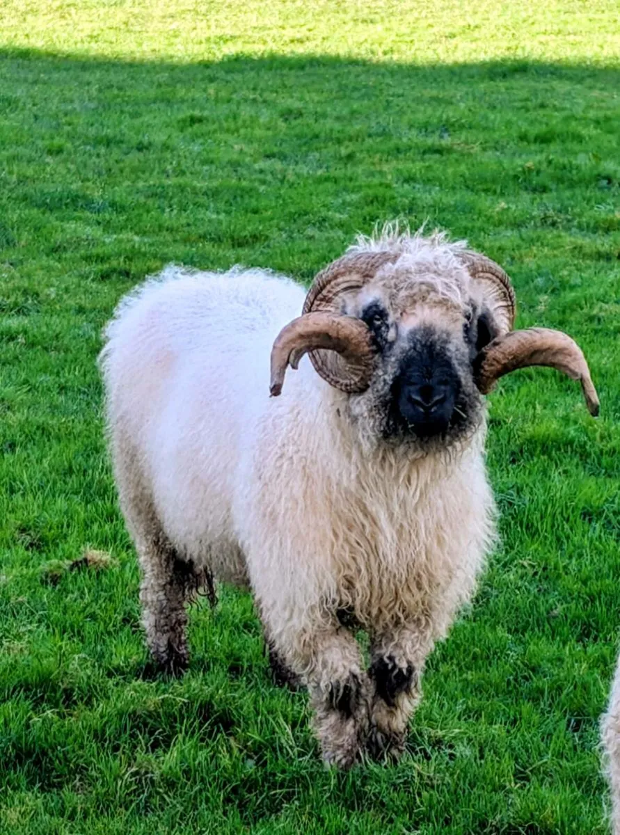 Valais Blacknose Ram - Image 1