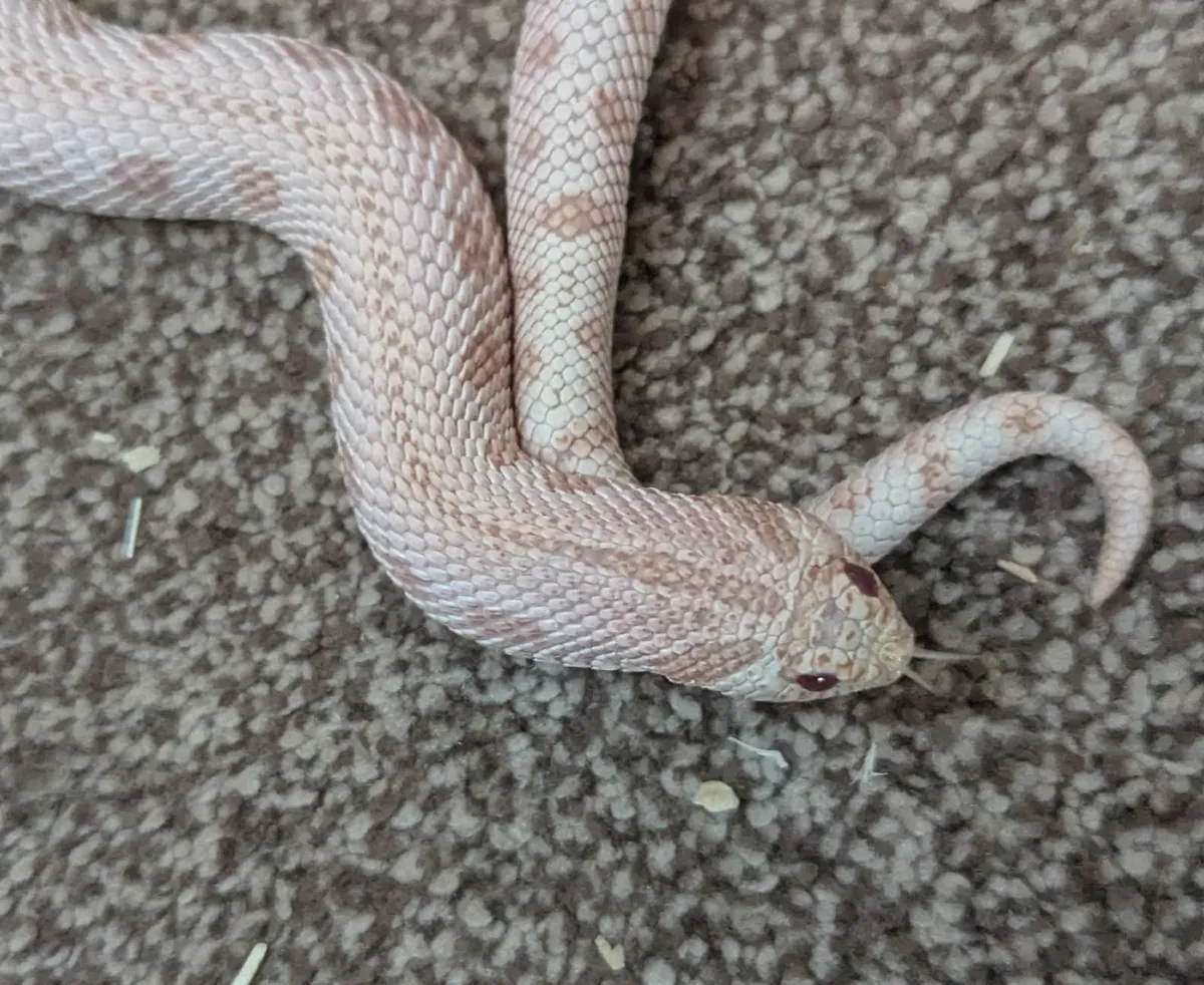 Western Hognose Snake - Image 1