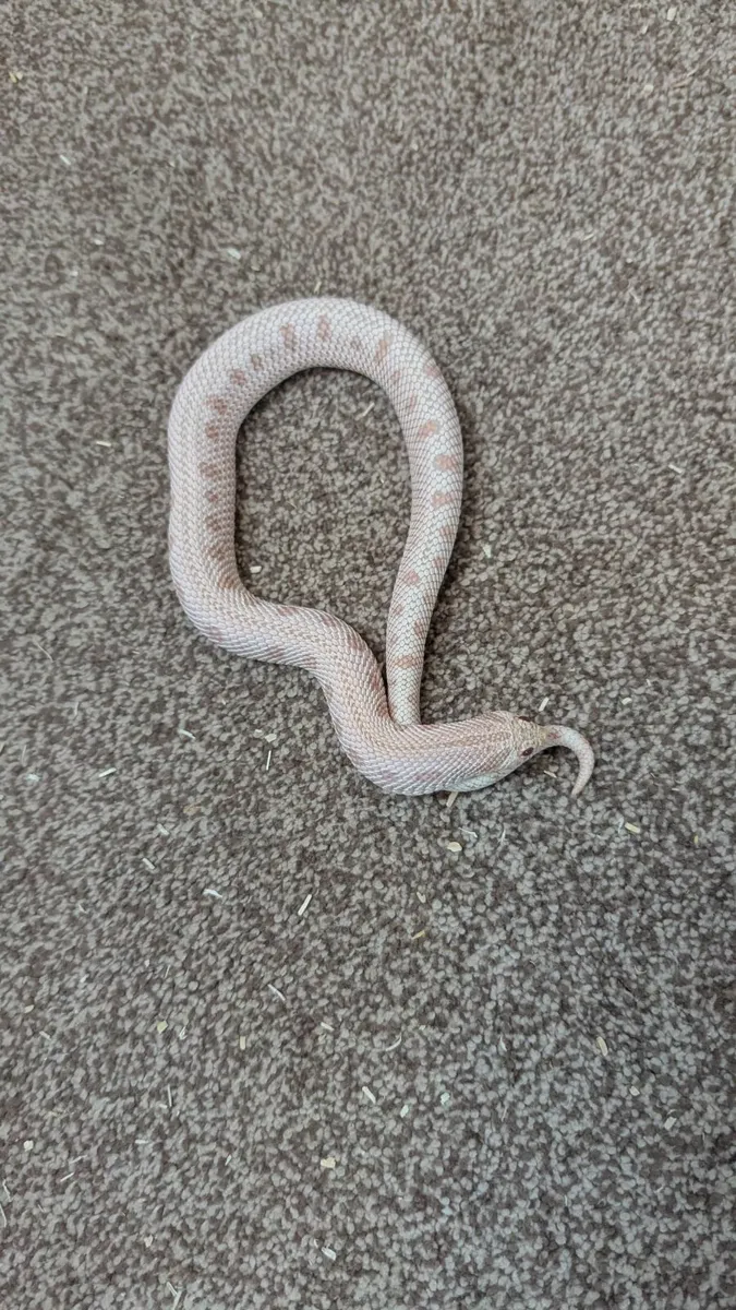 Western Hognose Snake - Image 2