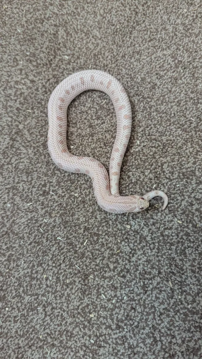 Western Hognose Snake - Image 3