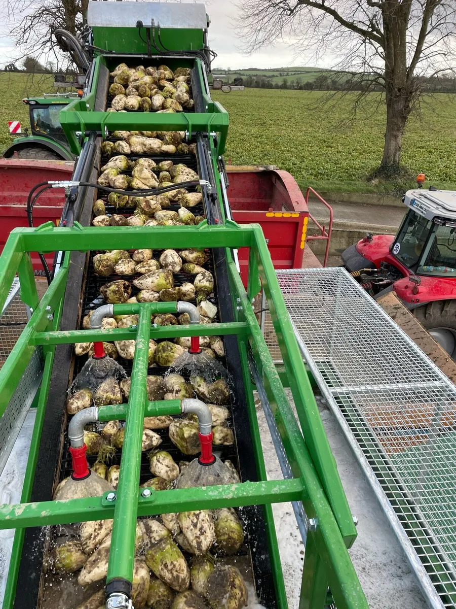 Fodder beet - Image 1