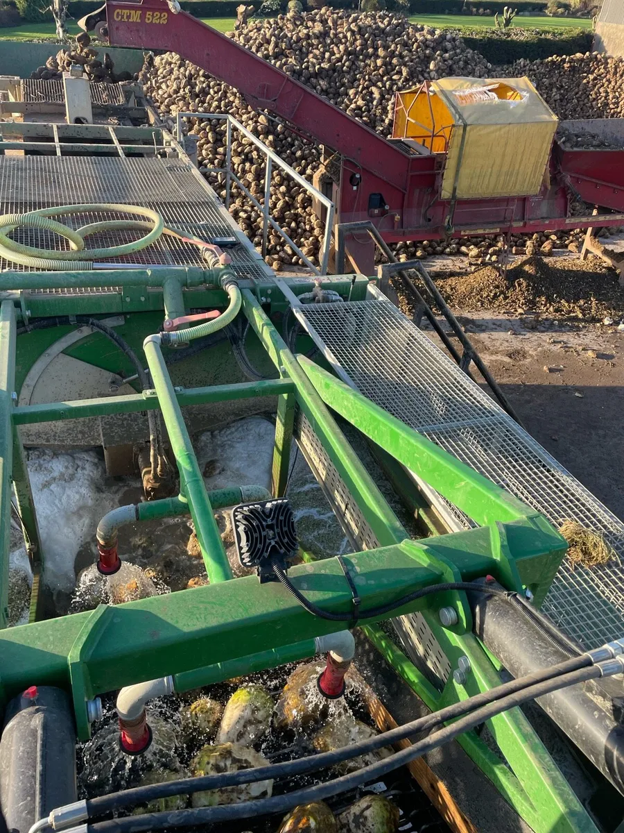 Fodder beet - Image 2