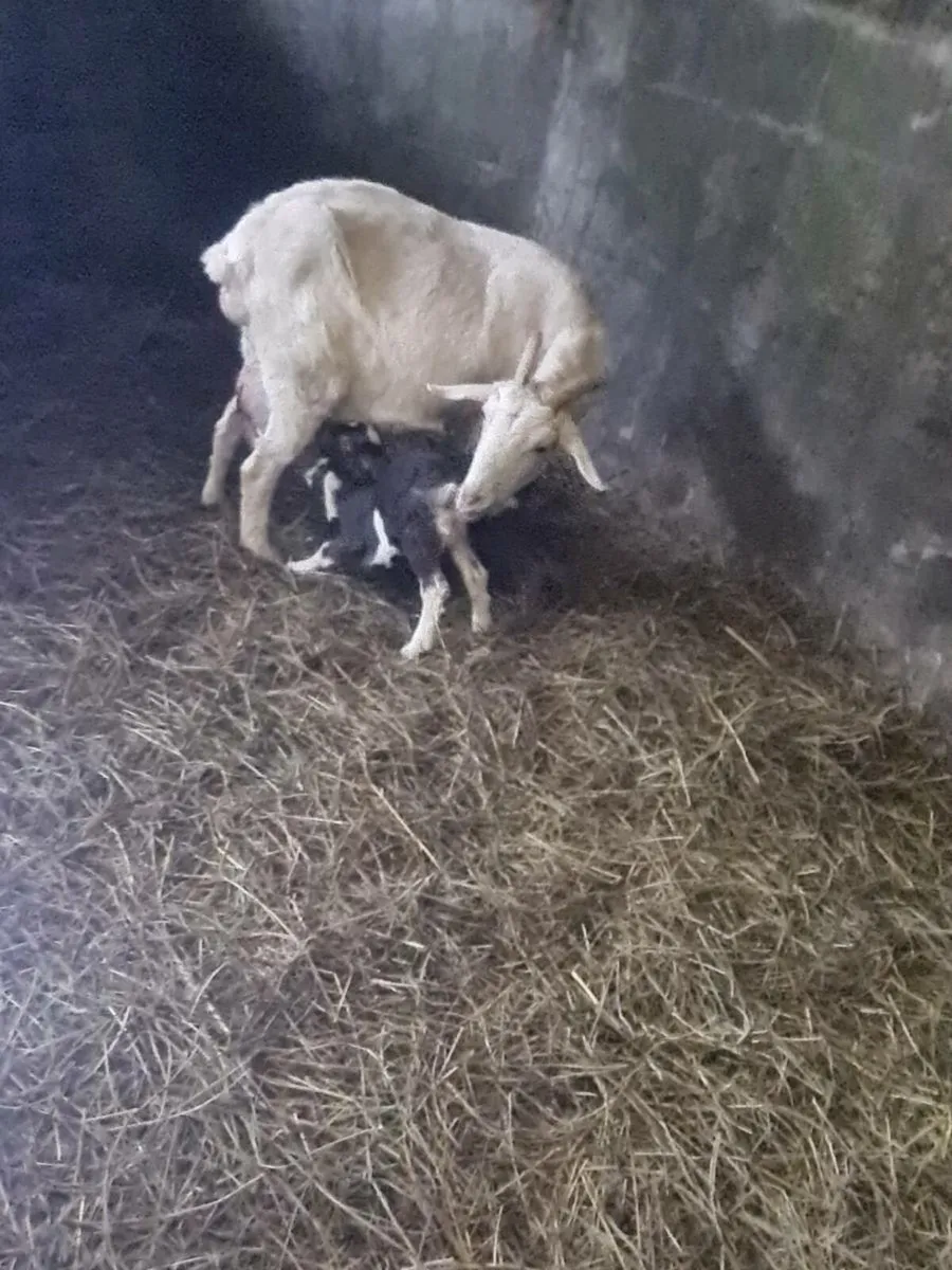 Milking goat - Image 2