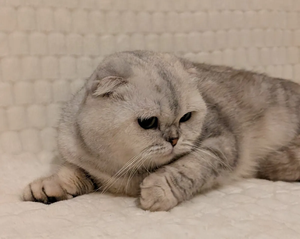 Scottish fold cat - Image 1