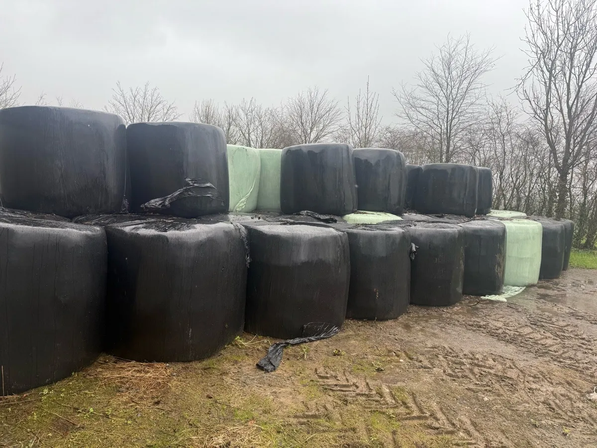 Silage bales - Image 1