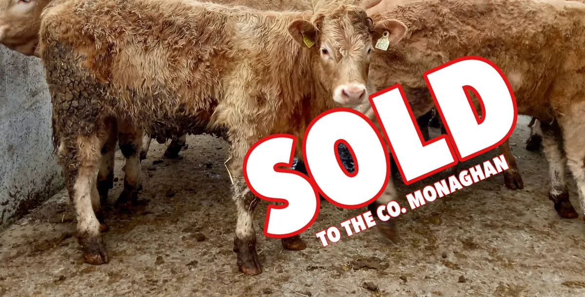 ❌ 30 Super Heifers @ ONLY €1450 each ❌ - Image 1