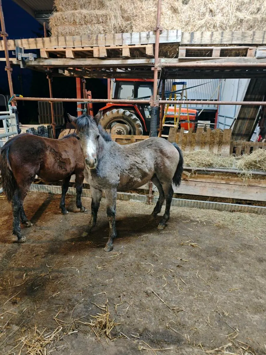 Connemara colt foal - Image 3