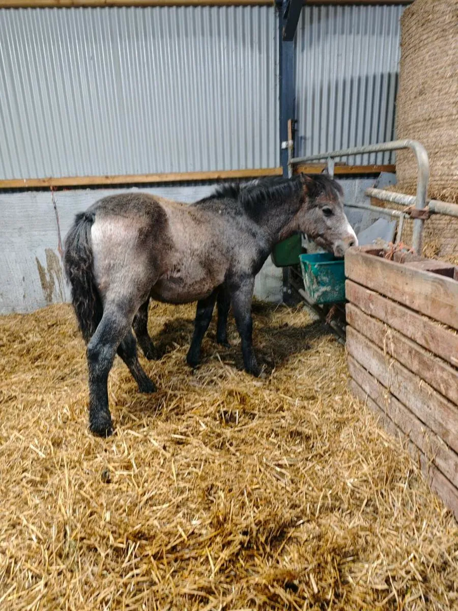Connemara colt foal - Image 4