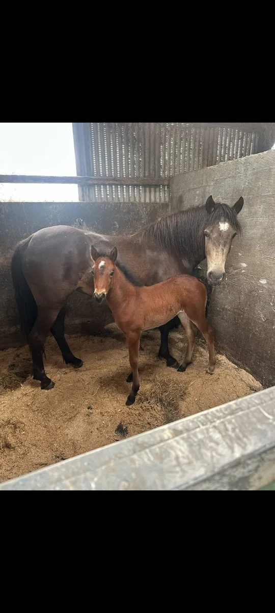 Connemara filly foal - Image 2