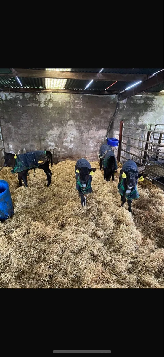 Selection of calves - Image 1