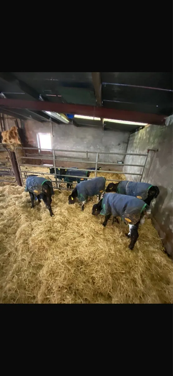 Selection of calves - Image 2