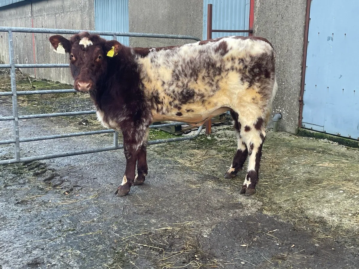 5⭐️ Pedigree shorthorn heifer - Image 1