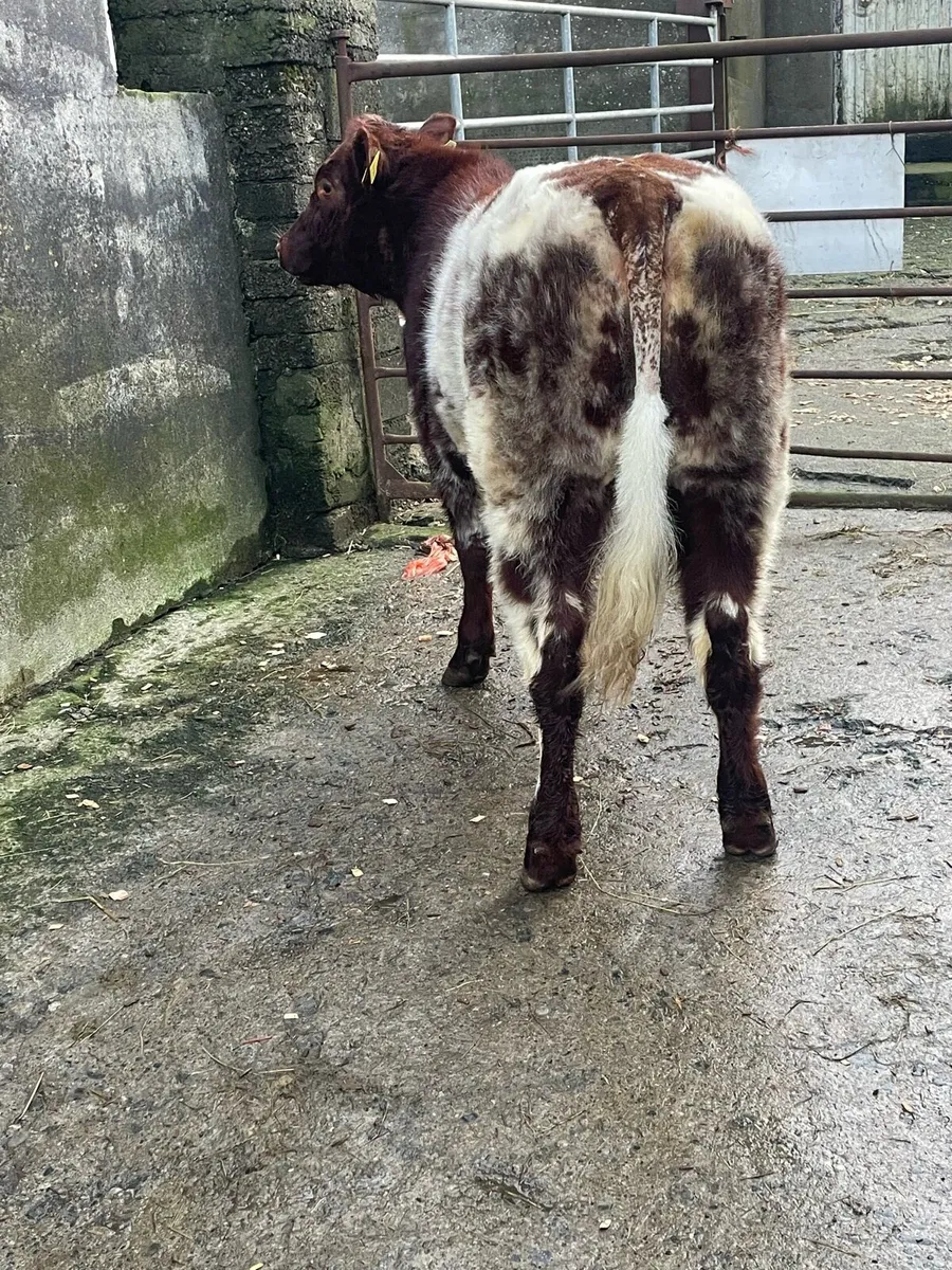 5⭐️ Pedigree shorthorn heifer - Image 4
