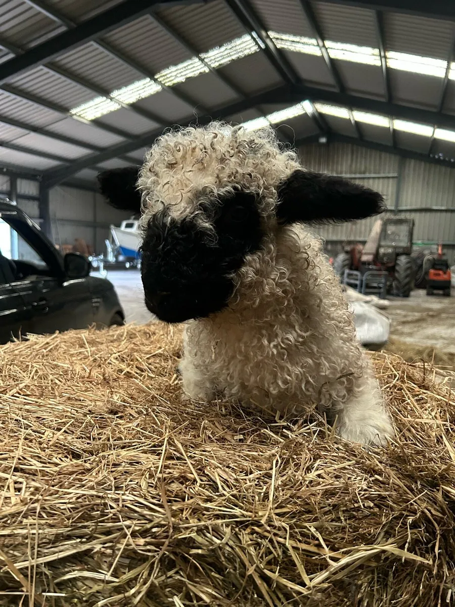 Valais cross Ram Lamb - Image 2