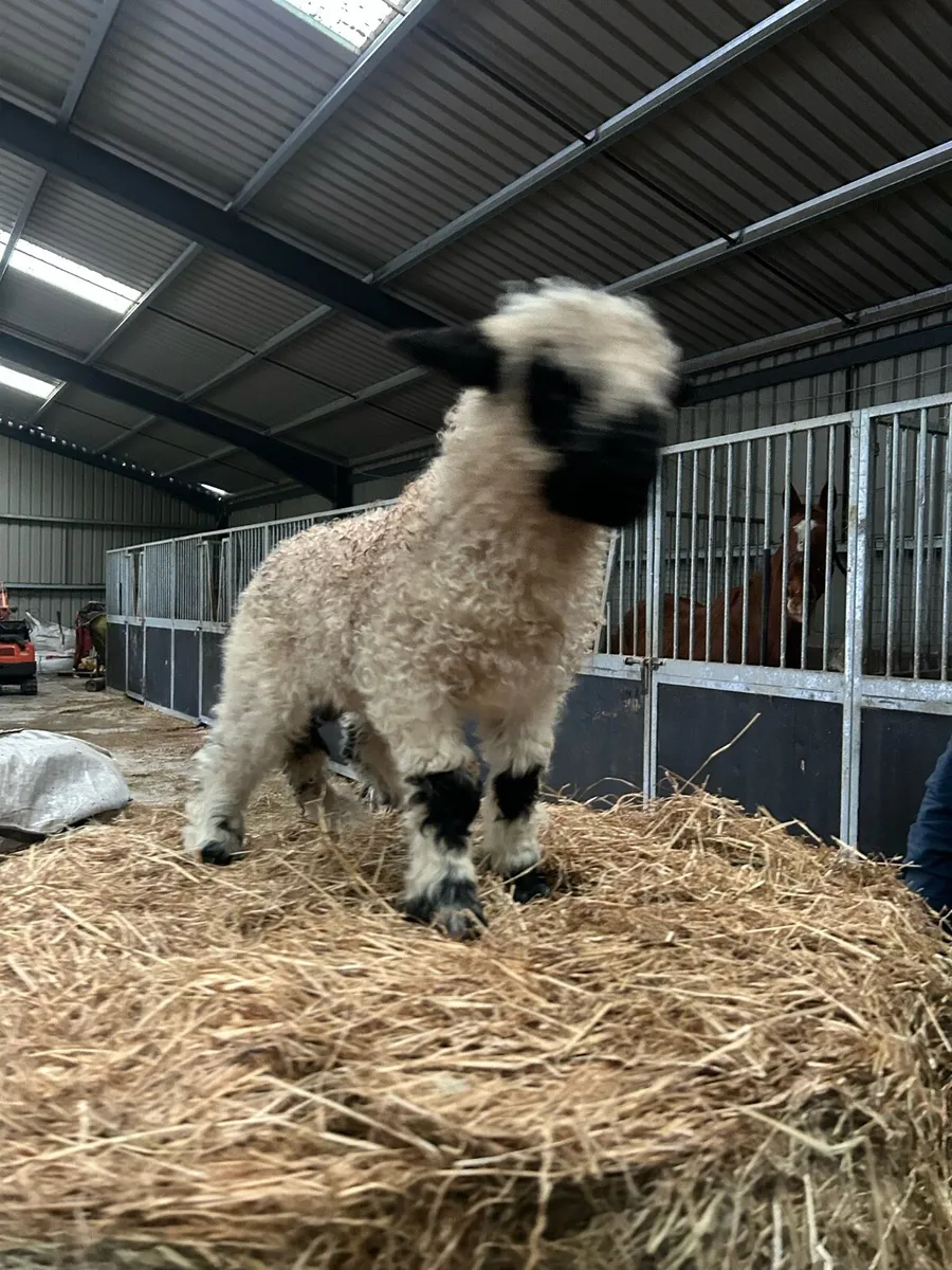 Valais cross Ram Lamb - Image 1