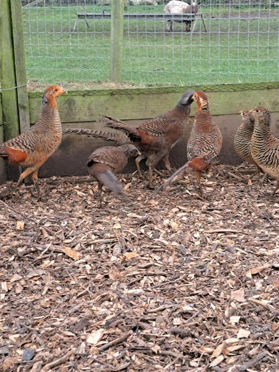 Sermras, pheasants Sussex,  RIRs - Image 1