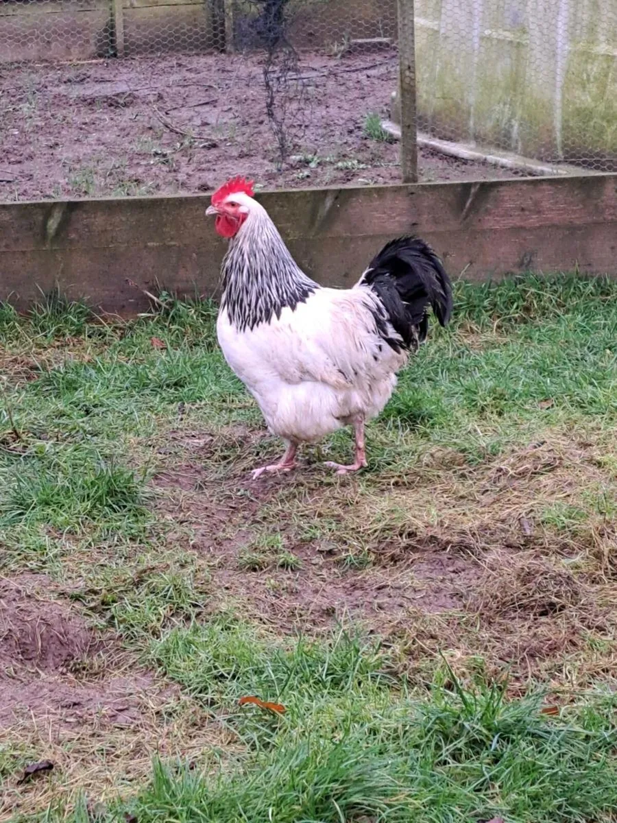 Sermras, pheasants Sussex,  RIRs - Image 2