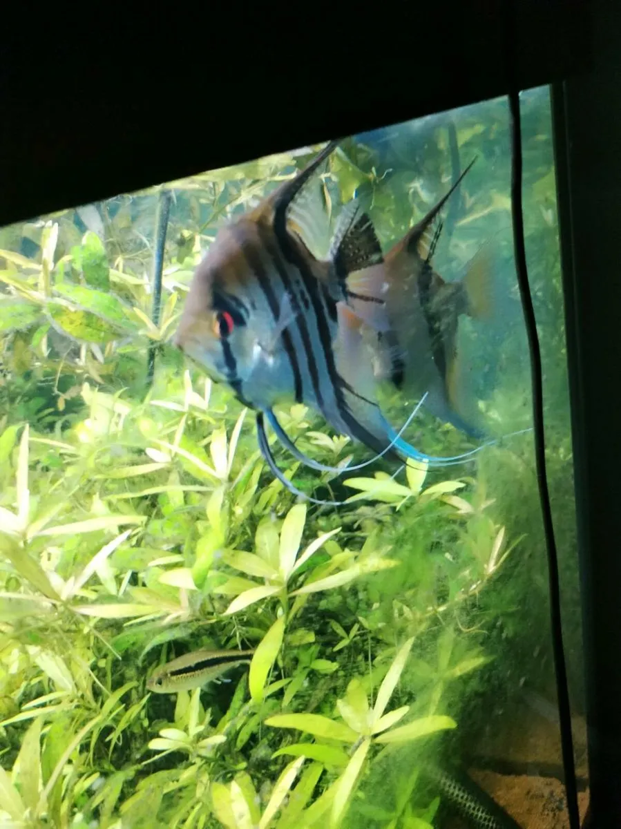 neocardina shrimp 40for40, 16 Angelfish, tanks - Image 2