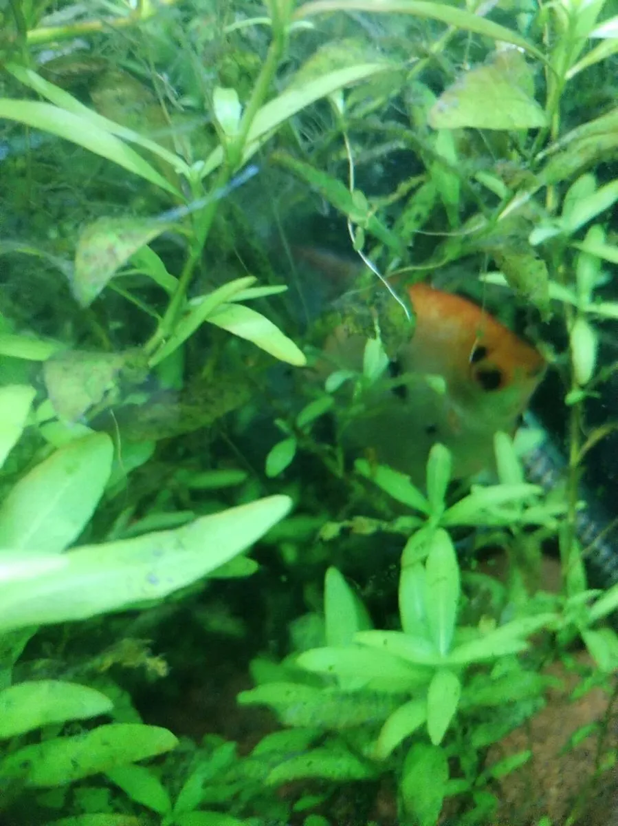 neocardina shrimp 40for40, 16 Angelfish, tanks - Image 4