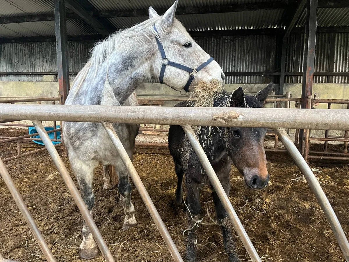 8 year old Mare and 5 month old Filly for sale - Image 1