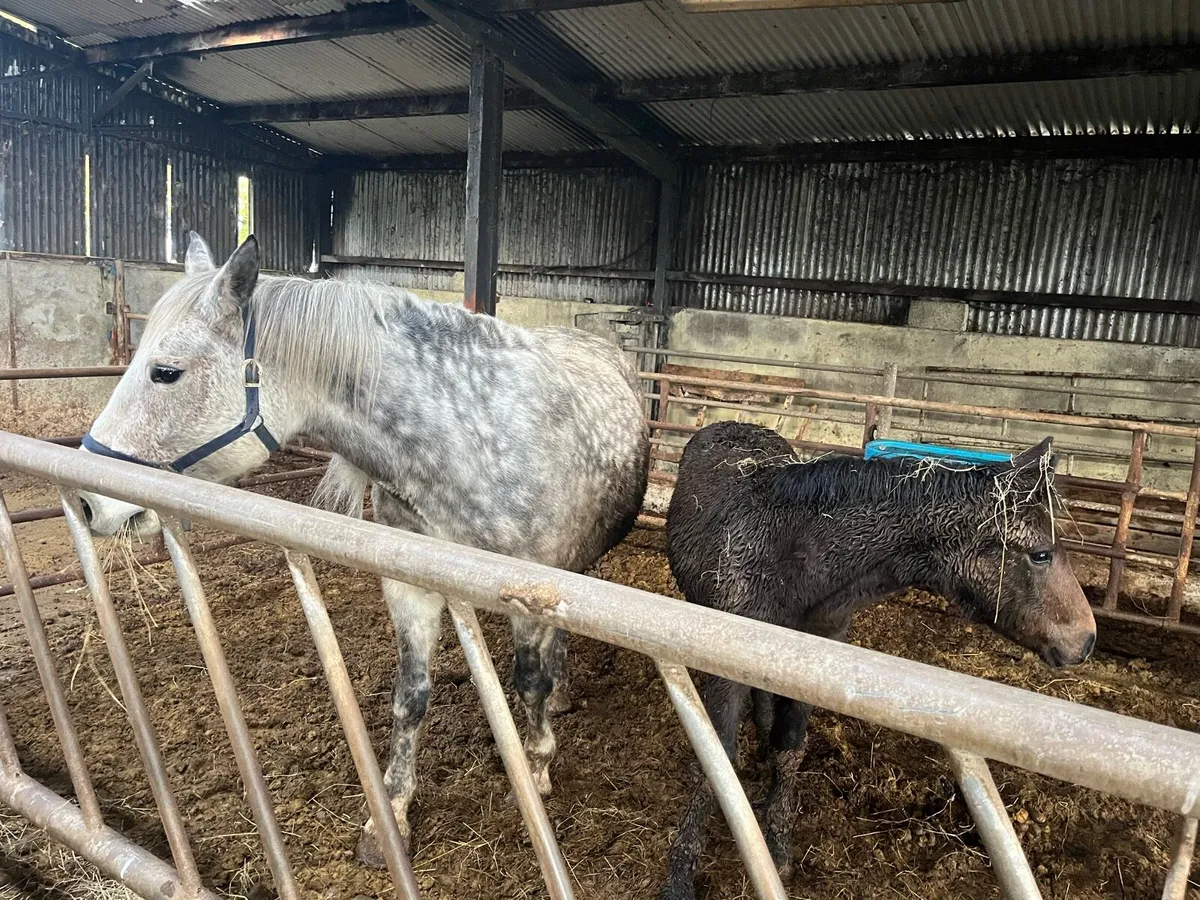 8 year old Mare and 5 month old Filly for sale - Image 4