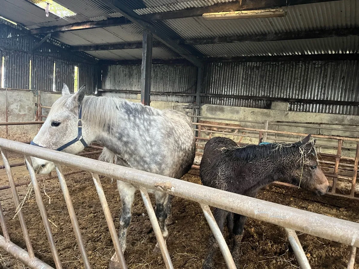 8 year old Mare and 5 month old Filly for sale - Image 3