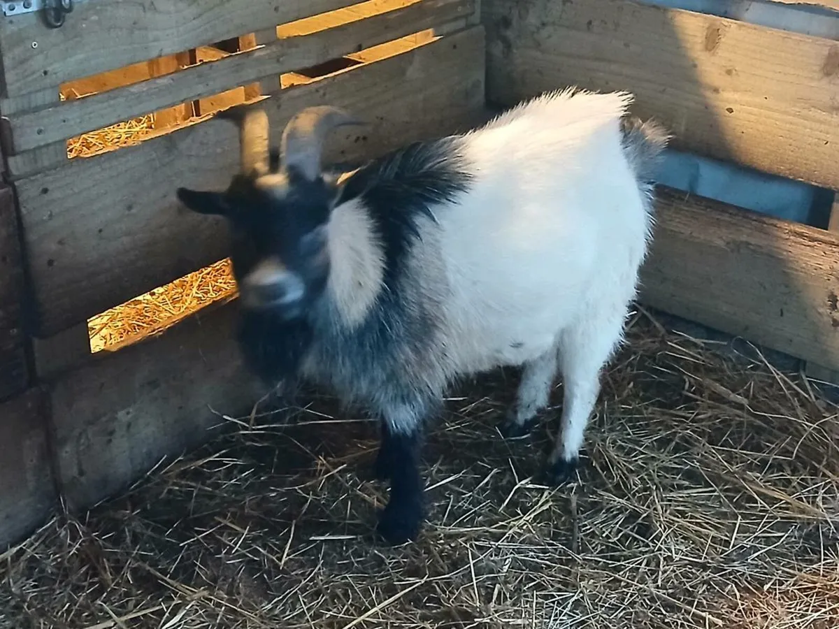 PYGMY BUCK SERVICE FOR STUD - Image 3