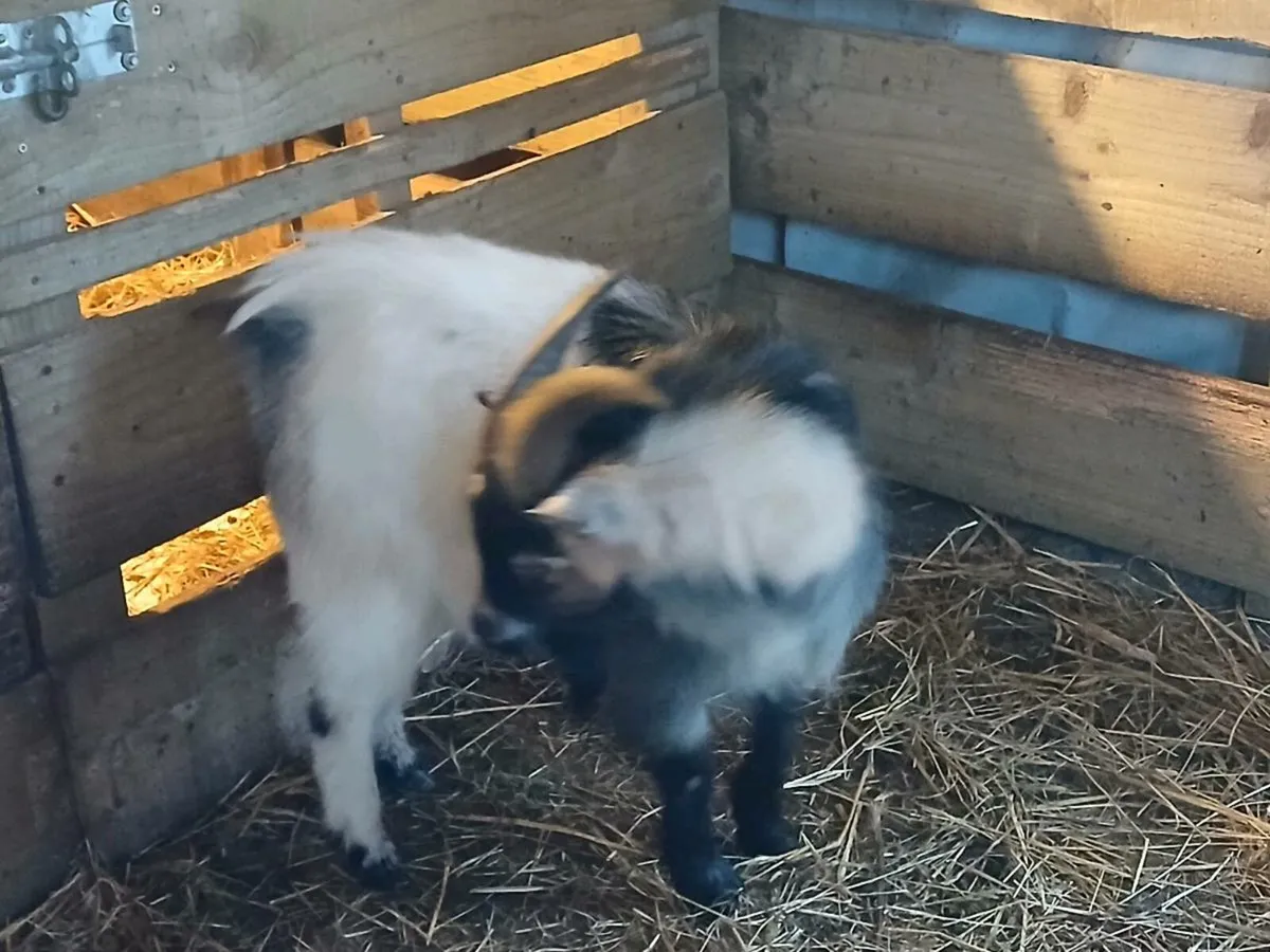 PYGMY BUCK SERVICE FOR STUD - Image 4