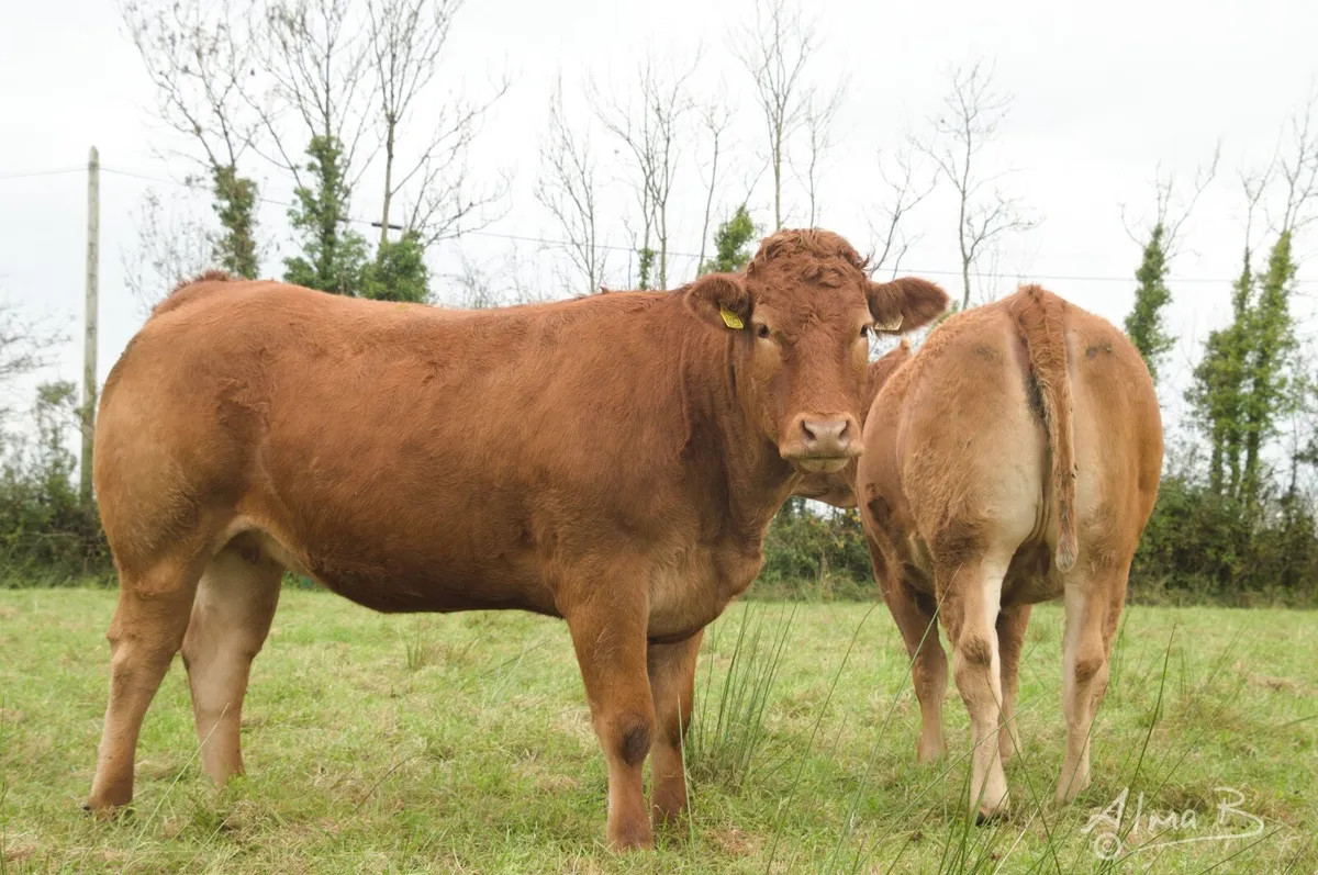 Sean Brennan's in-calf heifers, sale 3rd Feb 2026 - Image 3