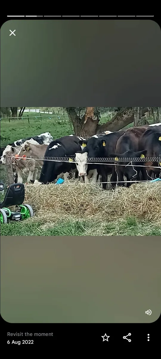 Hay  & straw delivered - Image 3
