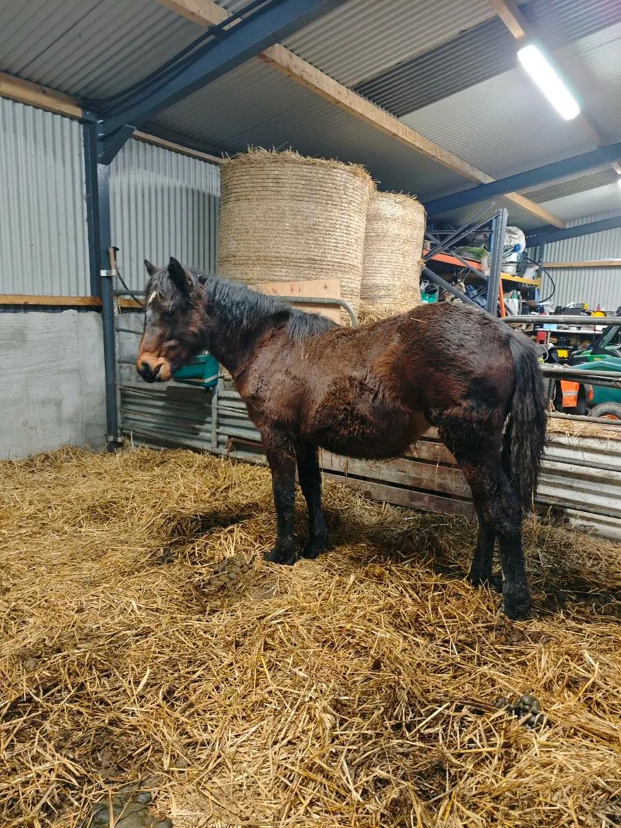 Connemara filly foal - Image 1
